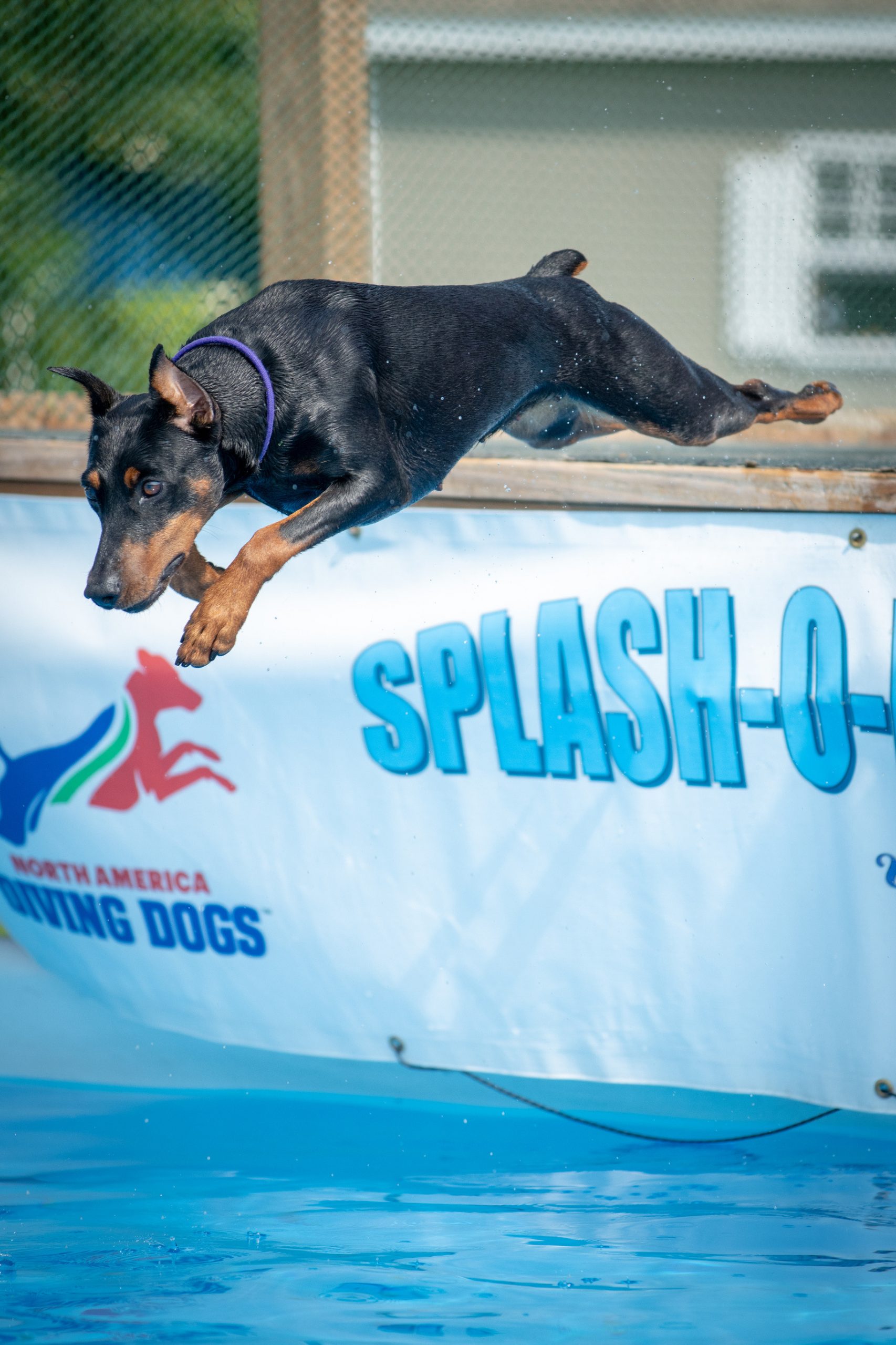 AKC Dock Diving Title The German Pinscher Club of America